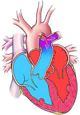 pulmonary artery pressure